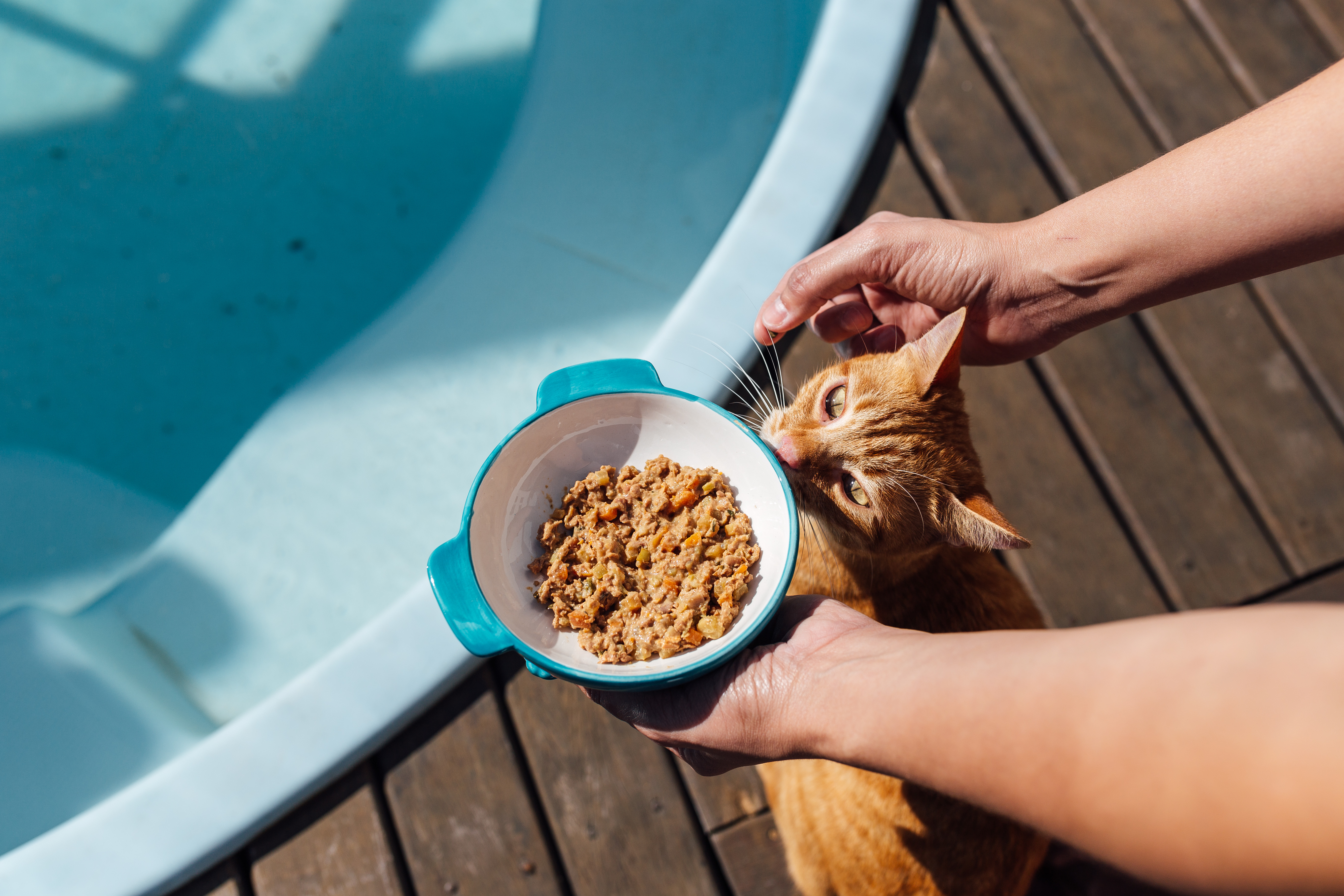 O Seu Gato é Enjoado Pra Comer? Ele não é o único!