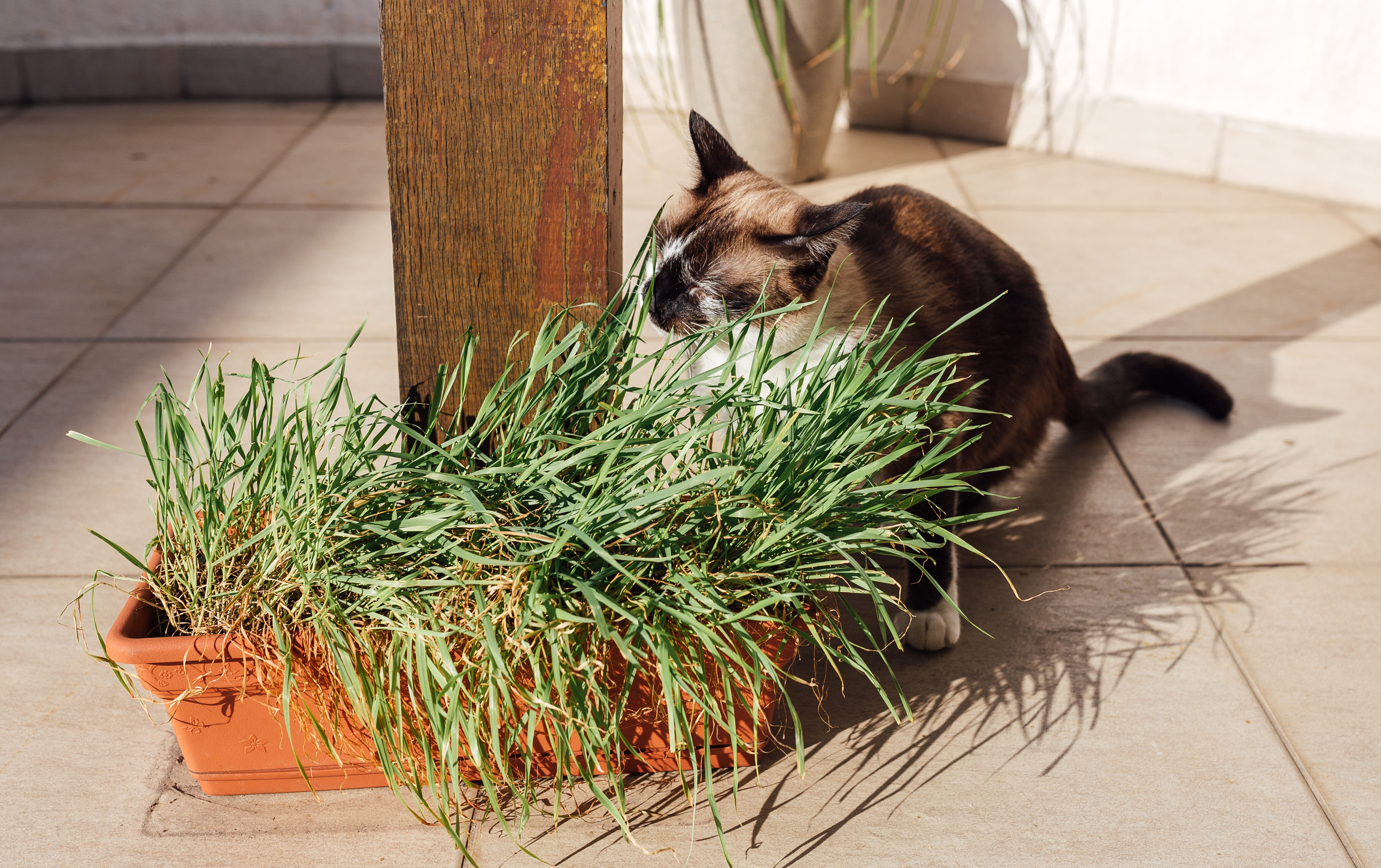 Por que cães e gatos comem grama?