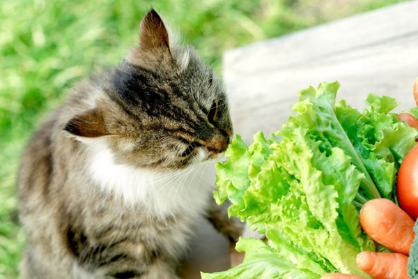 Frutas e legumes para gatos