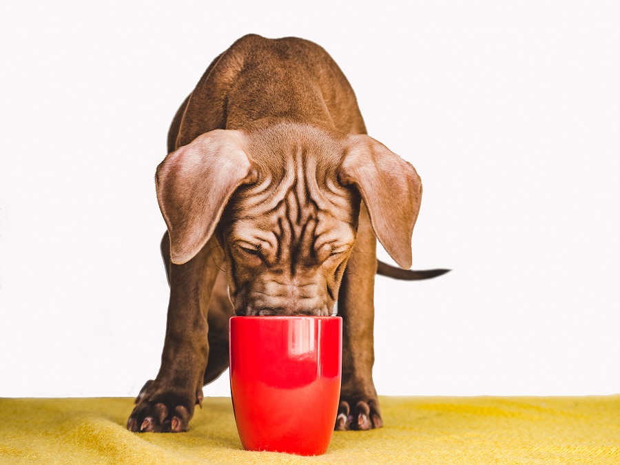 alimentos proibidos para pets café e chá