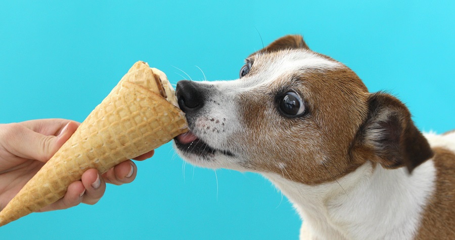 alimentos proibidos para pets doces