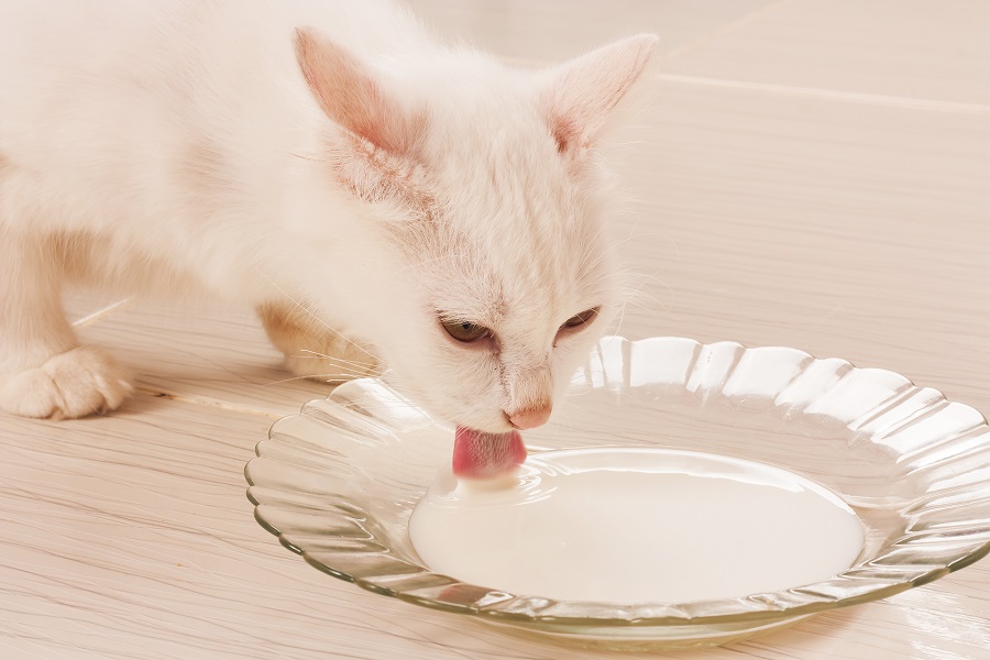 alimentos proibidos para pets leite
