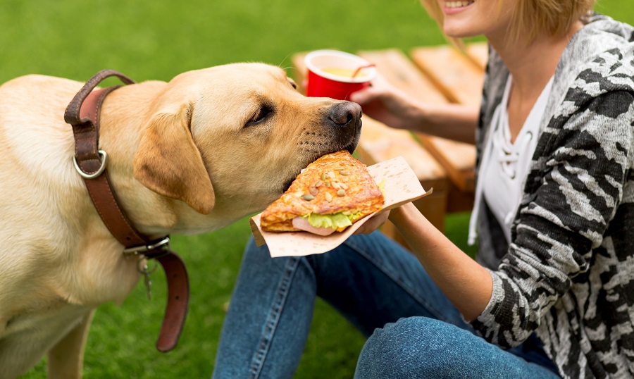 alimentos proibidos para pets massas e pães