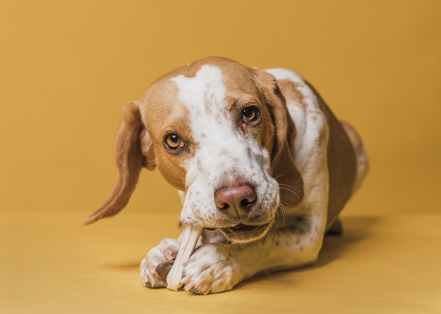 alimentos proibidos para pets osso