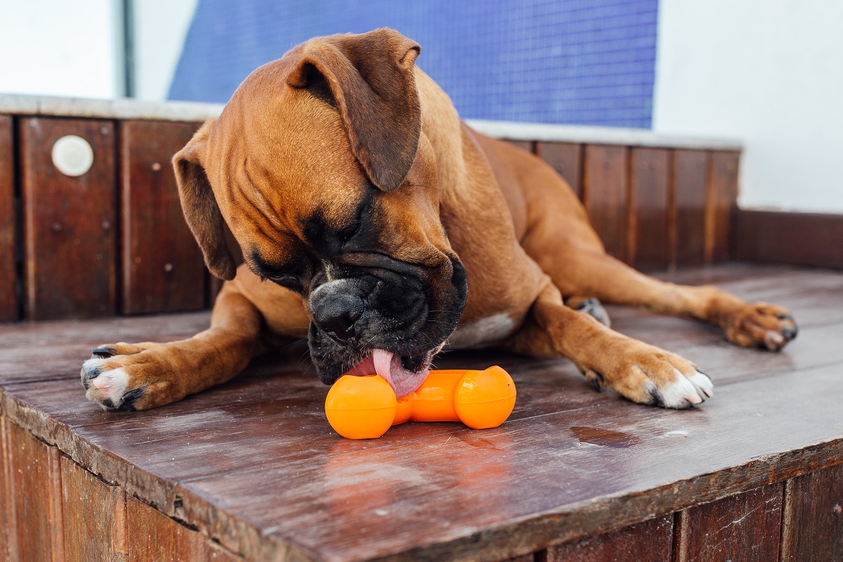 Cachorro da raça boxer lambendo brinquedo laranja